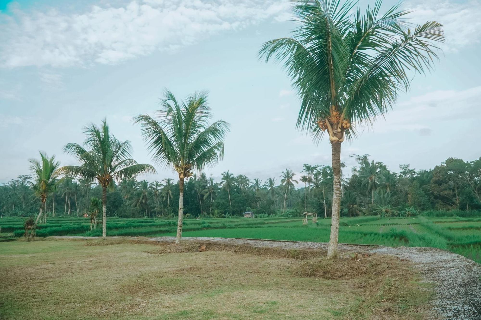 Farm stay Umadesa Tegallalang - East Penginyahan